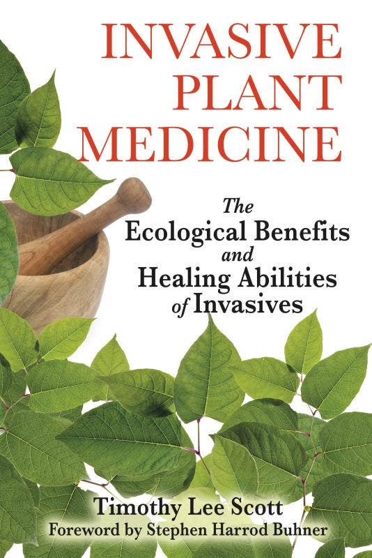 Invasive Plant Medicine: The Ecological Benefits