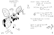 Load image into Gallery viewer, Herbs &amp; Plants for Food &amp; Medicine: Field Kitchen Guide Zine
